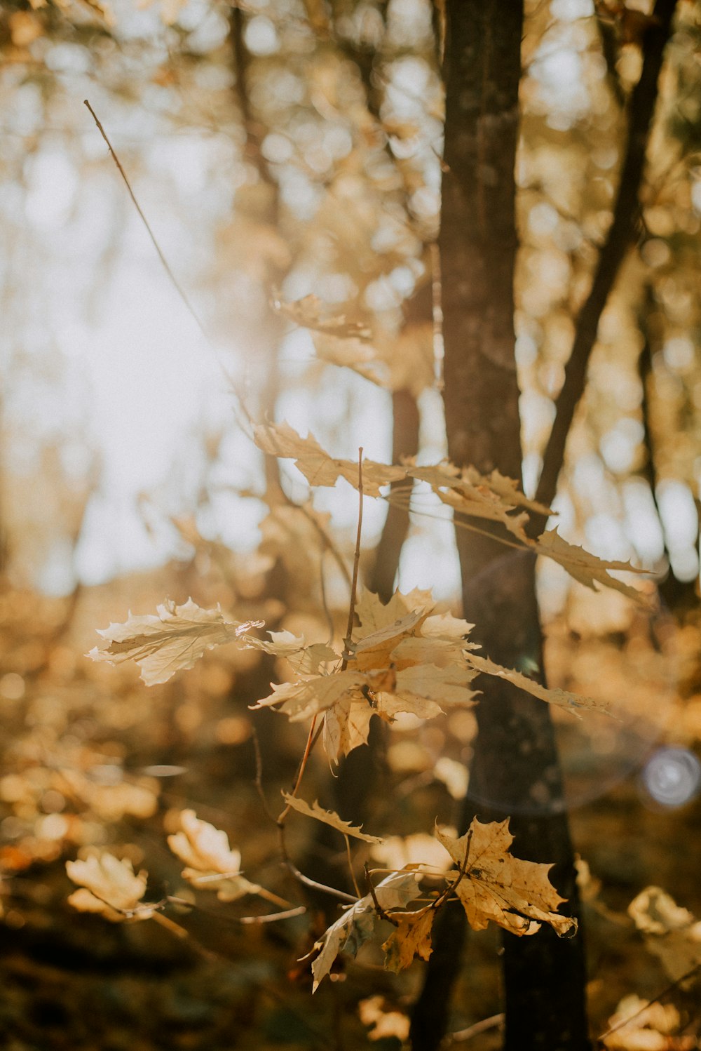 a leafy tree in a forest with sun shining through the trees