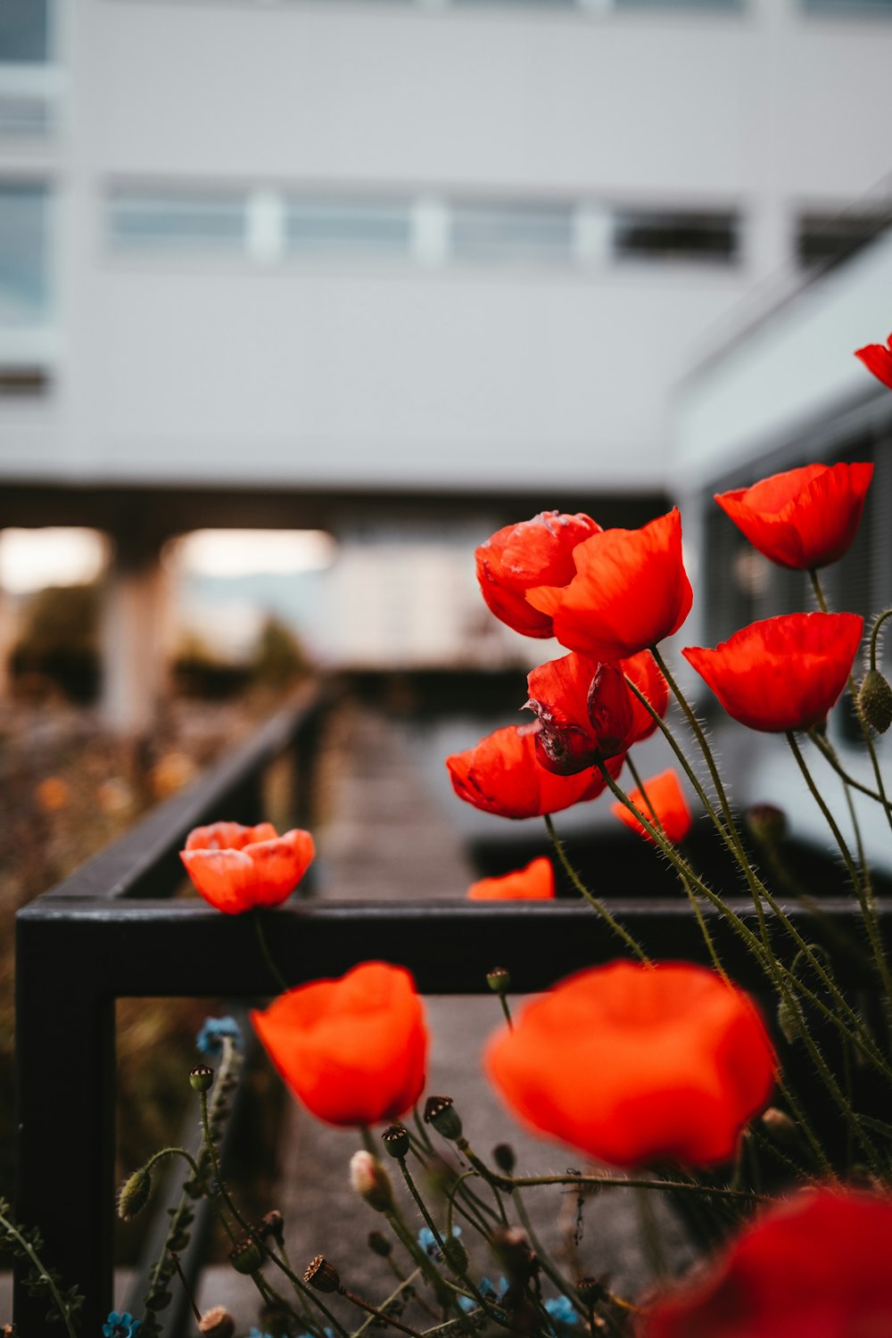 a bunch of red flowers sitting on top of a bench