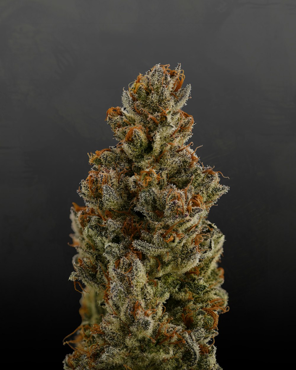 a close up of a marijuana plant on a black background