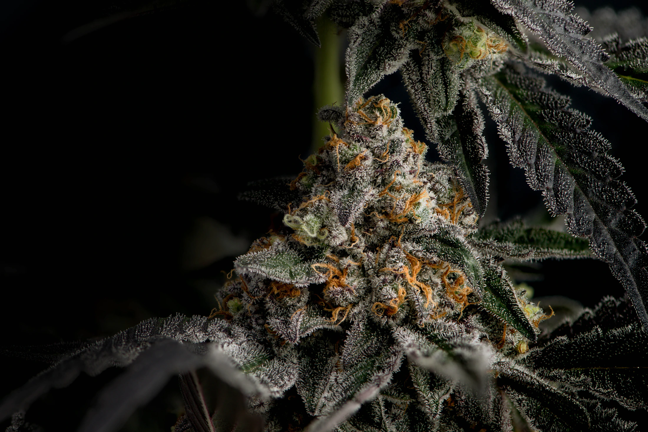 Makroaufnahme einer Cannabisblüte mit sichtbaren Trichomen