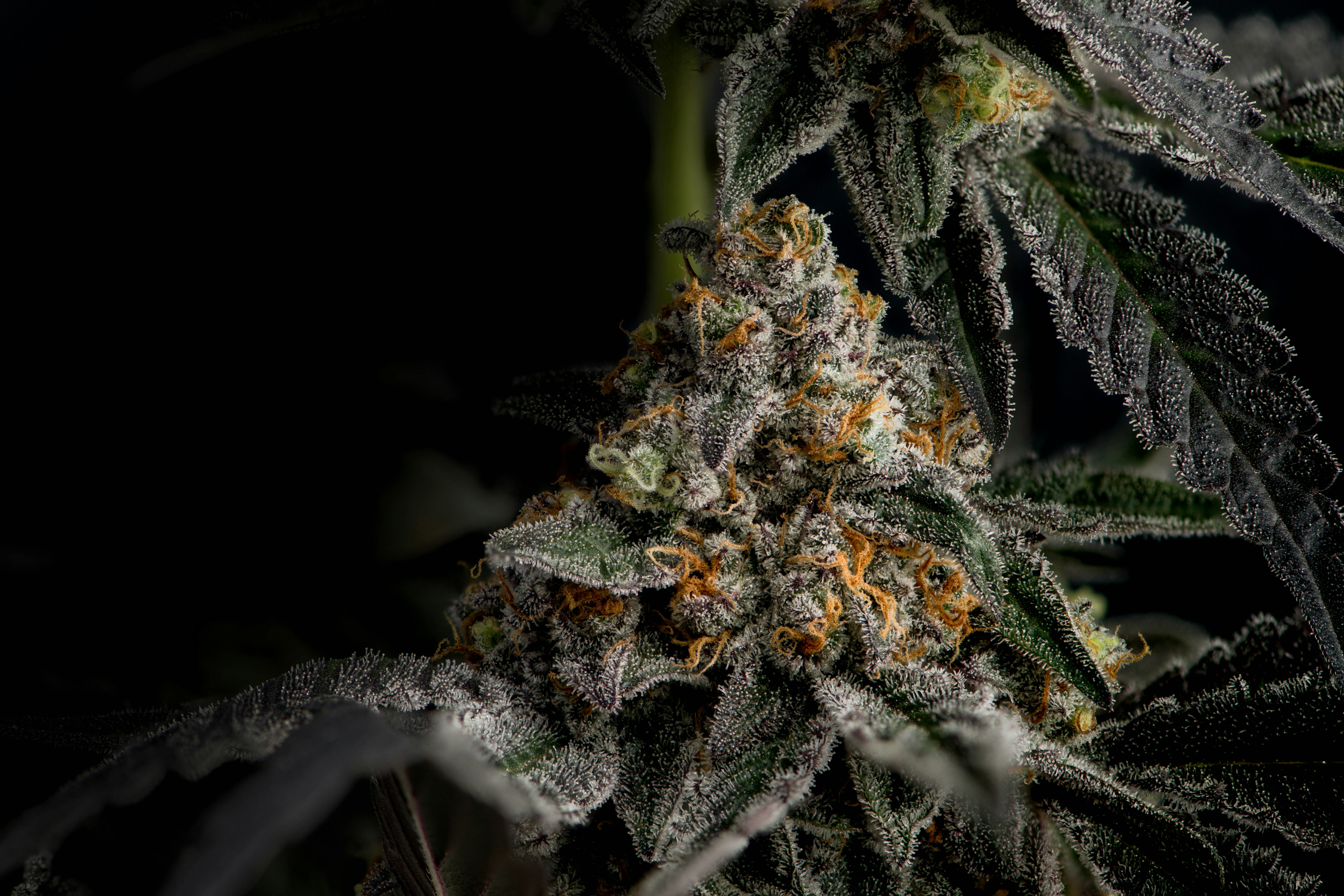 Strain: Tiger Bomb Breeder: Compound Genetics Grower: Ideal Cannabis Farm Photographer & Lighting: @cannacre8ive