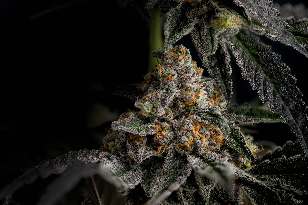 Granddaddy Purple