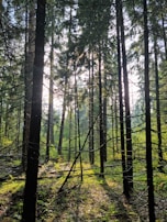 Sunlight filtering through lush pine trees in a protected forest near Antalya.