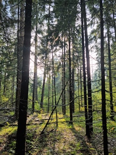 Sunlight filtering through lush pine trees in a protected forest near Antalya.