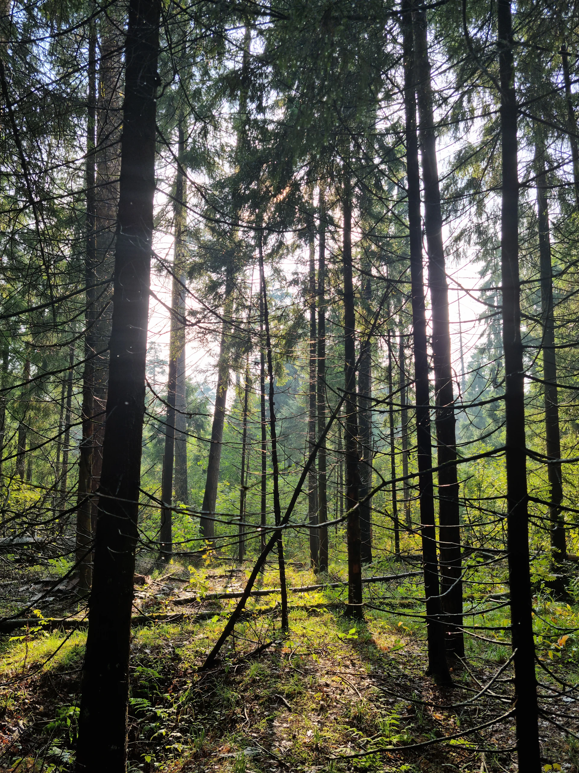 A peaceful morning scene with sunlight filtering through tall pine trees over a tranquil forest path.