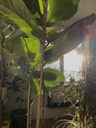 Students measuring plant height with rulers in a sunny classroom.