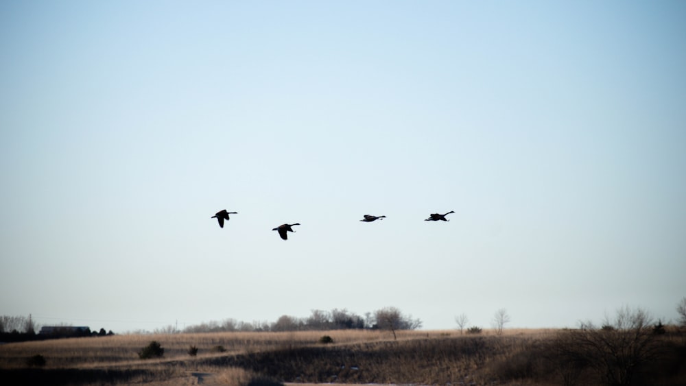 a flock of birds flying over a dry grass field