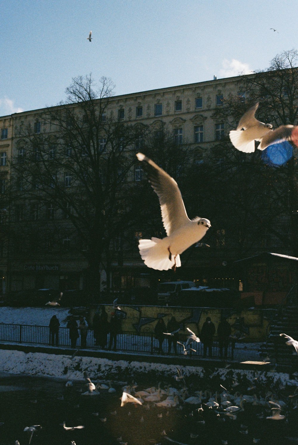 a flock of birds flying over a snow covered ground