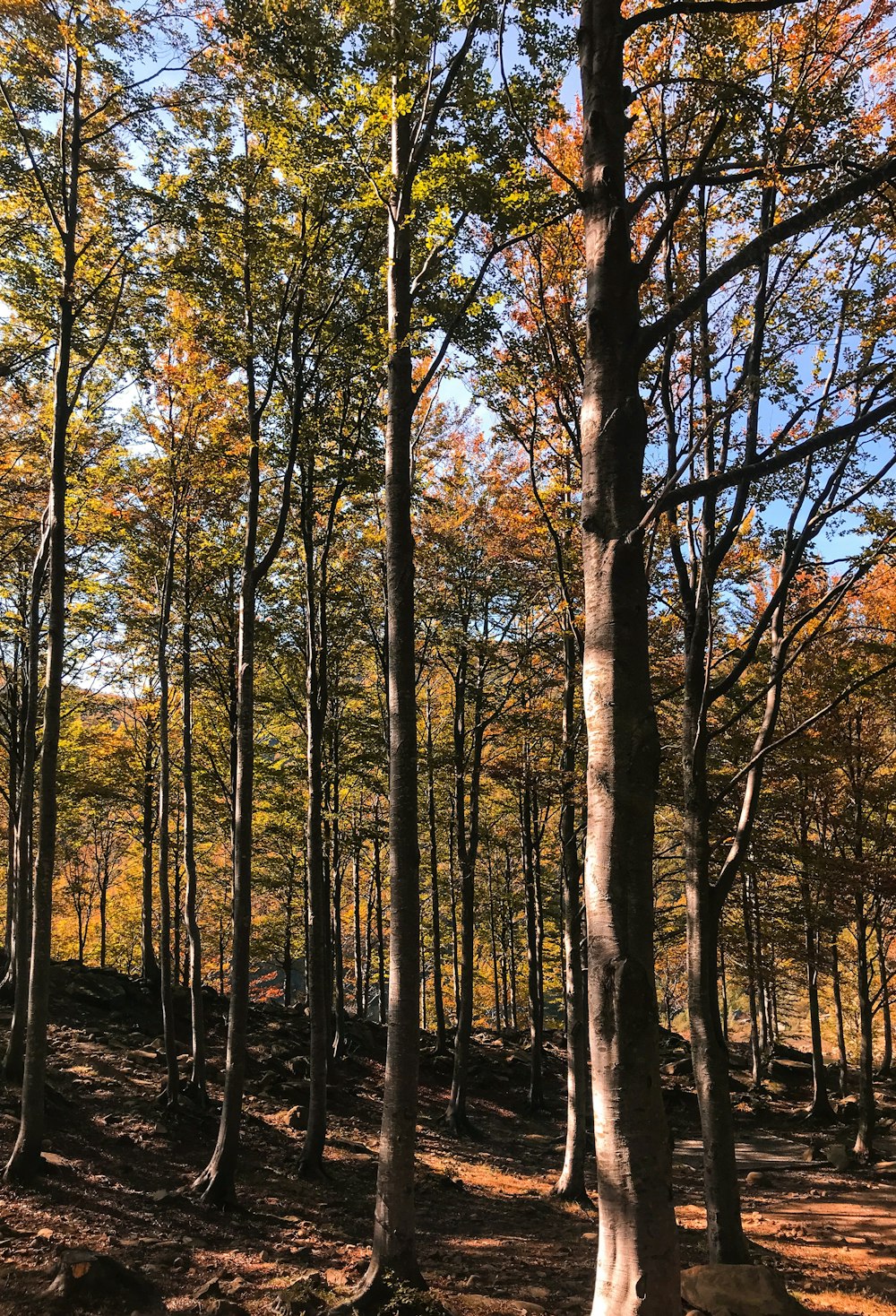 a group of trees that are in the woods
