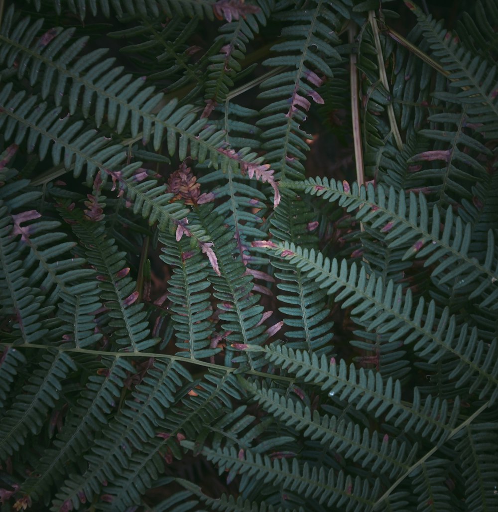 Un primer plano de una planta con hojas verdes