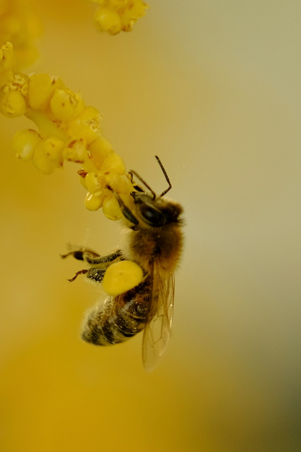 a close up of a bee on a flower