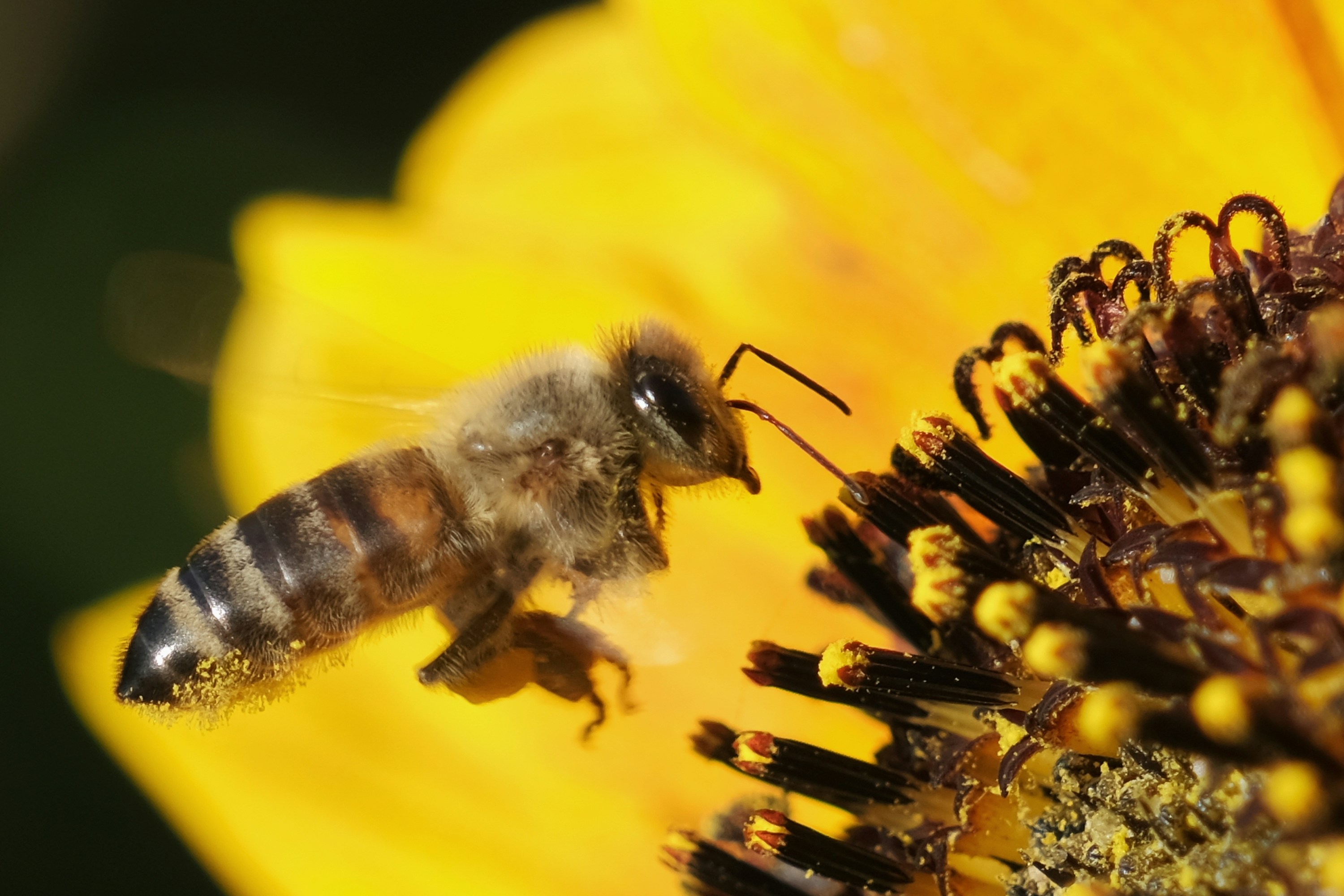 a close up of a bee on a flower