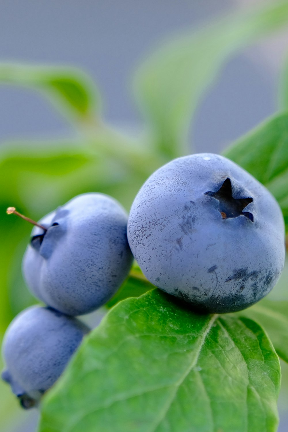 a close up of some blueberries on a green leaf