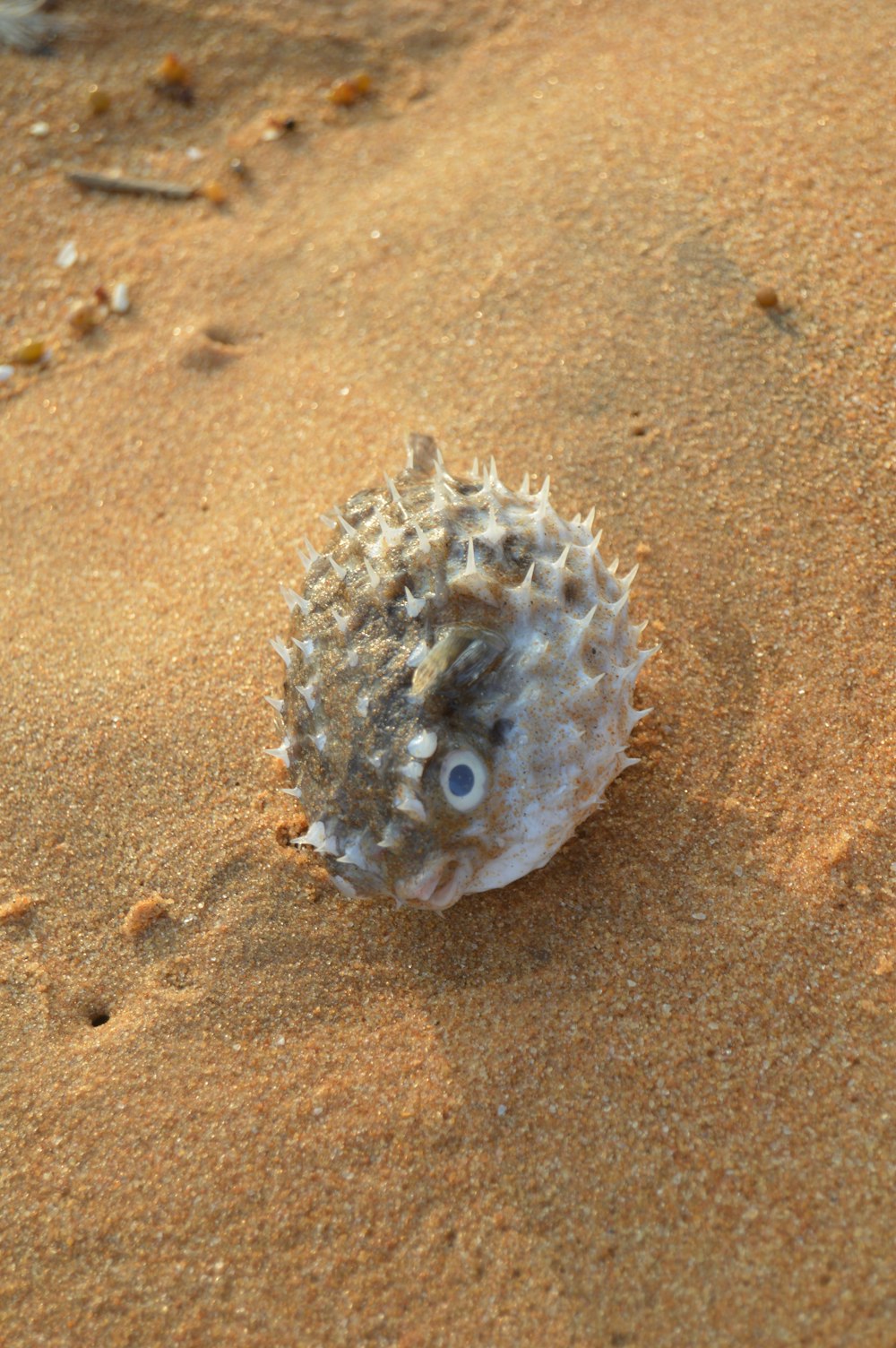 Puffer Fish Pictures | Download Free Images on Unsplash