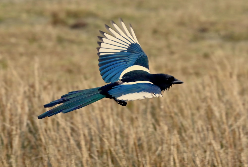 um pássaro azul e branco voando sobre um campo de grama seca