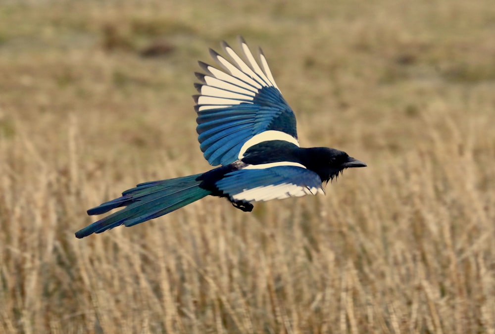 a blue and white bird flying over a dry grass field