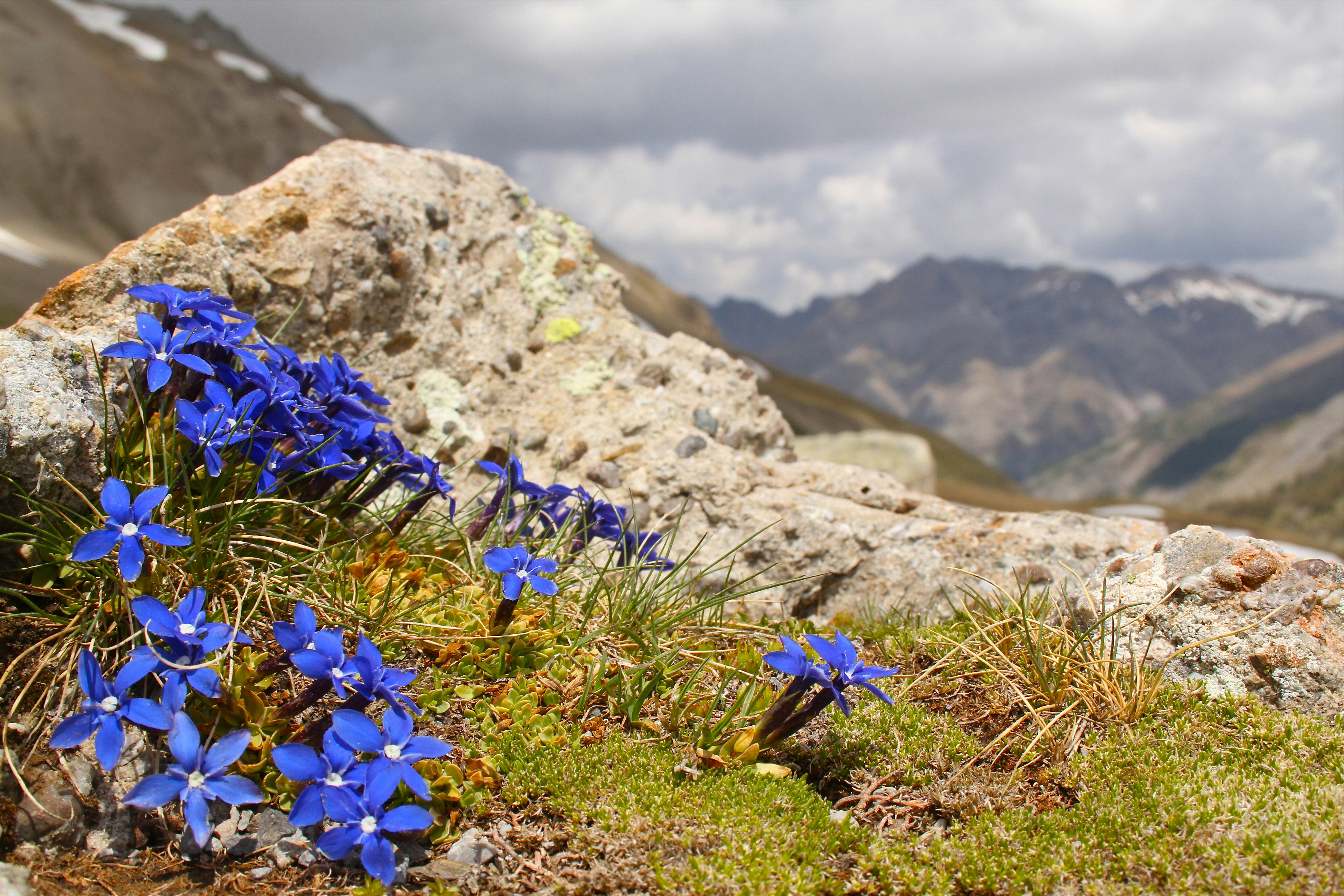 a bunch of blue flowers growing out of the ground
