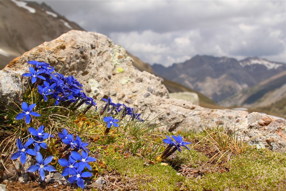 un mazzo di fiori blu che crescono dal terreno
