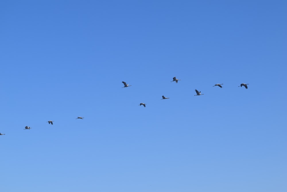 a flock of birds flying through a blue sky