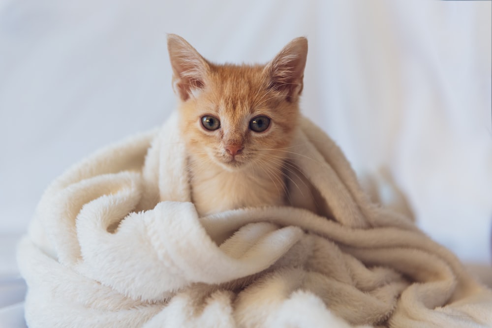 a small kitten is wrapped in a blanket