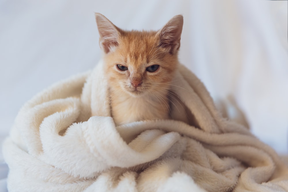 a small orange cat sitting on top of a blanket