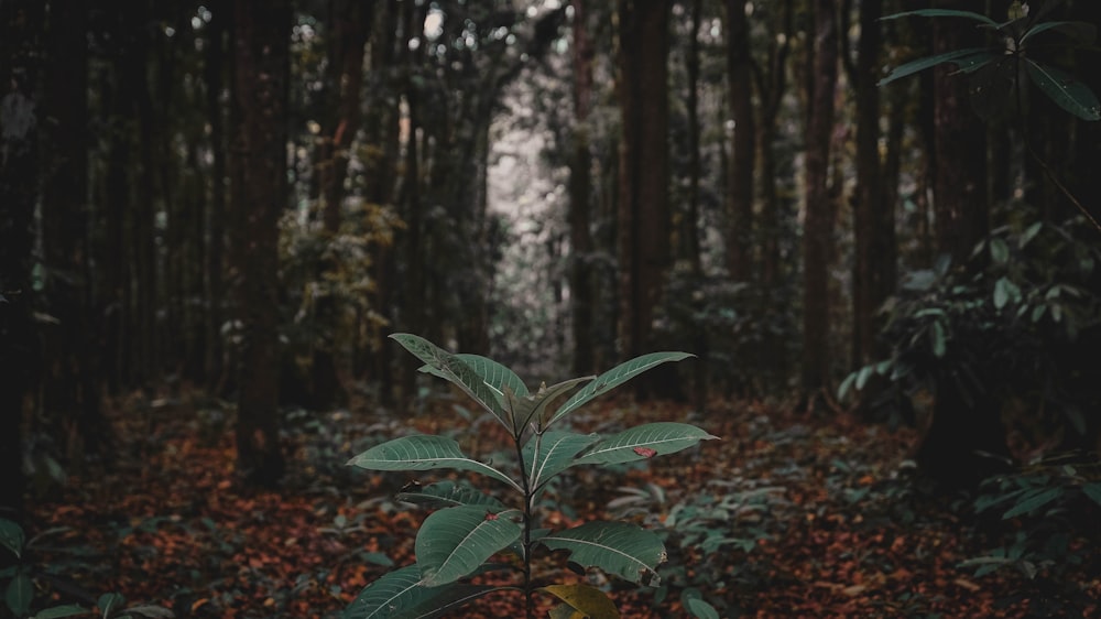 a small tree in the middle of a forest