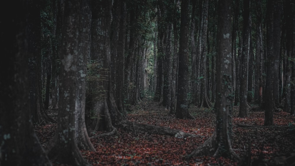 a forest filled with lots of trees and leaves