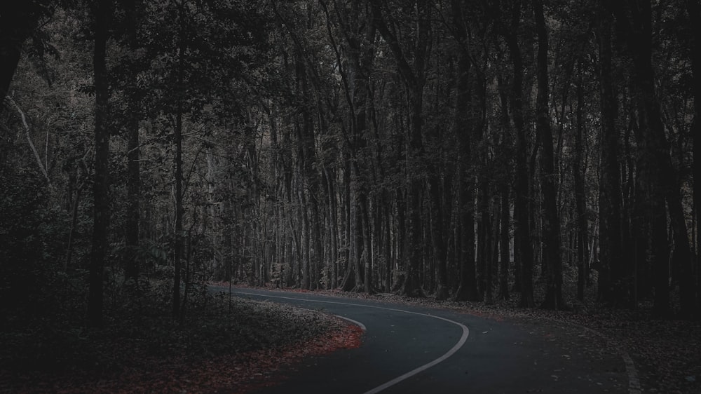 a winding road in the middle of a forest