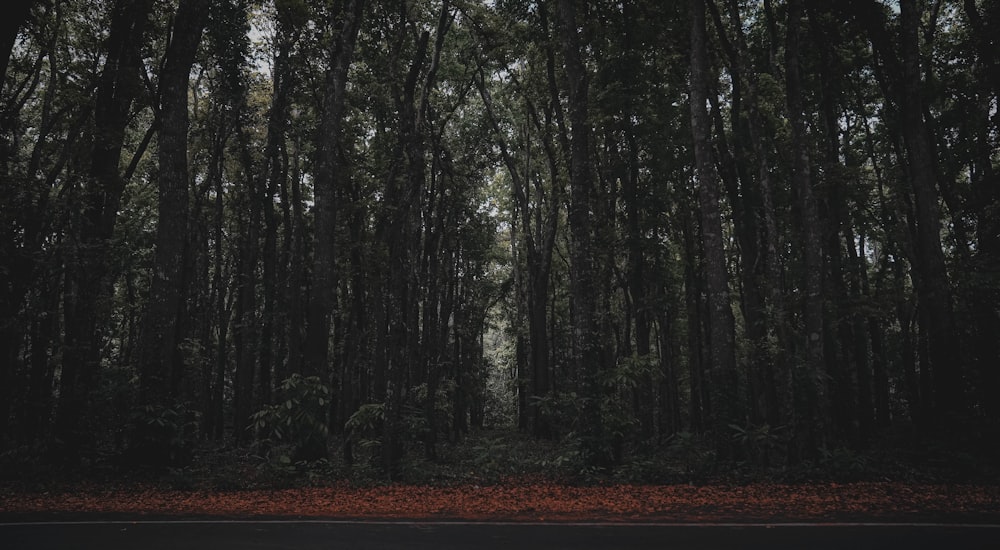 a forest filled with lots of tall trees