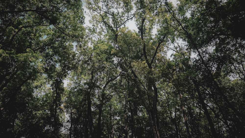 a forest filled with lots of green trees