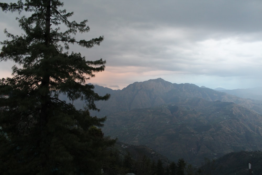 a view of a mountain range with a tree in the foreground