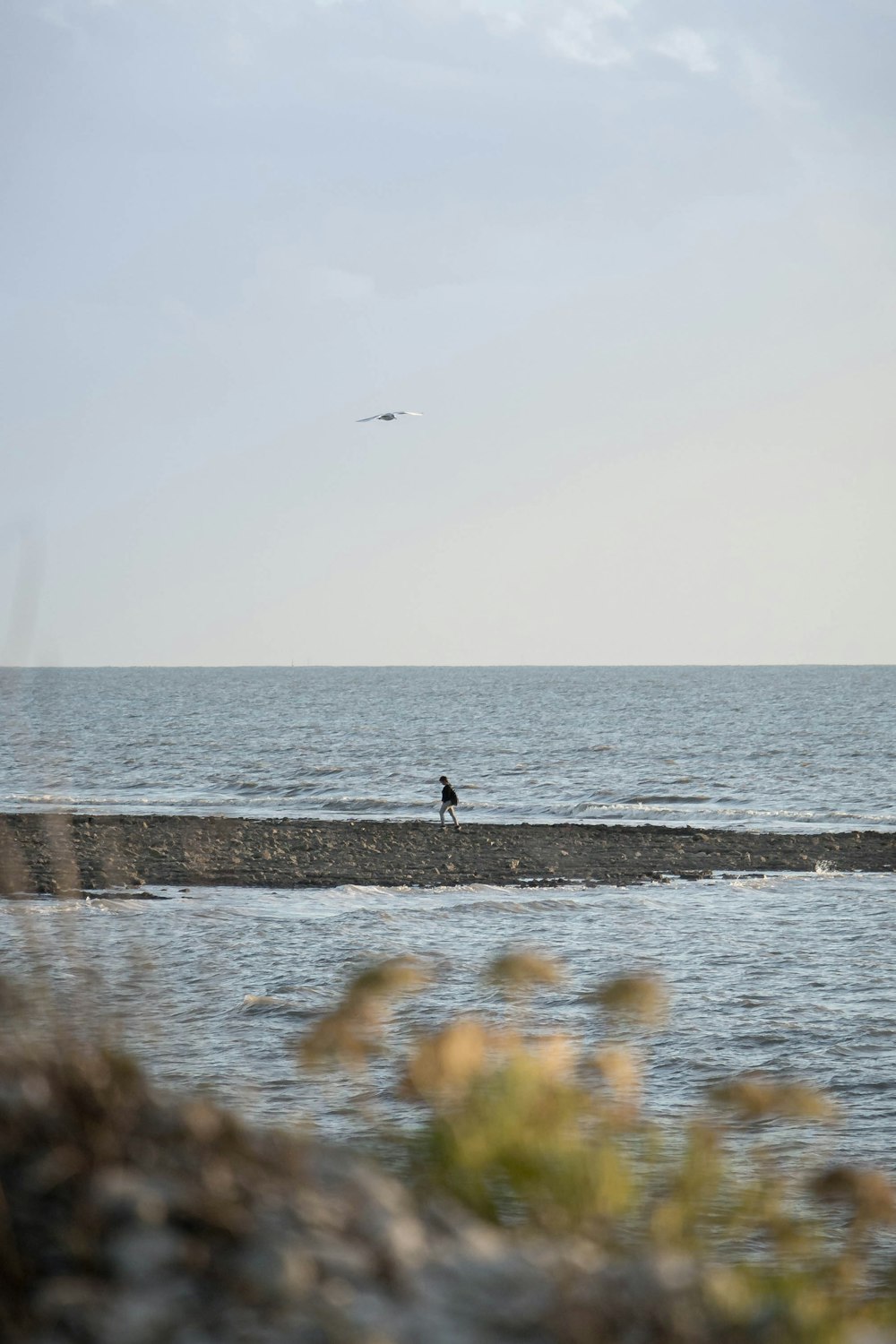 a bird is standing on the edge of the water