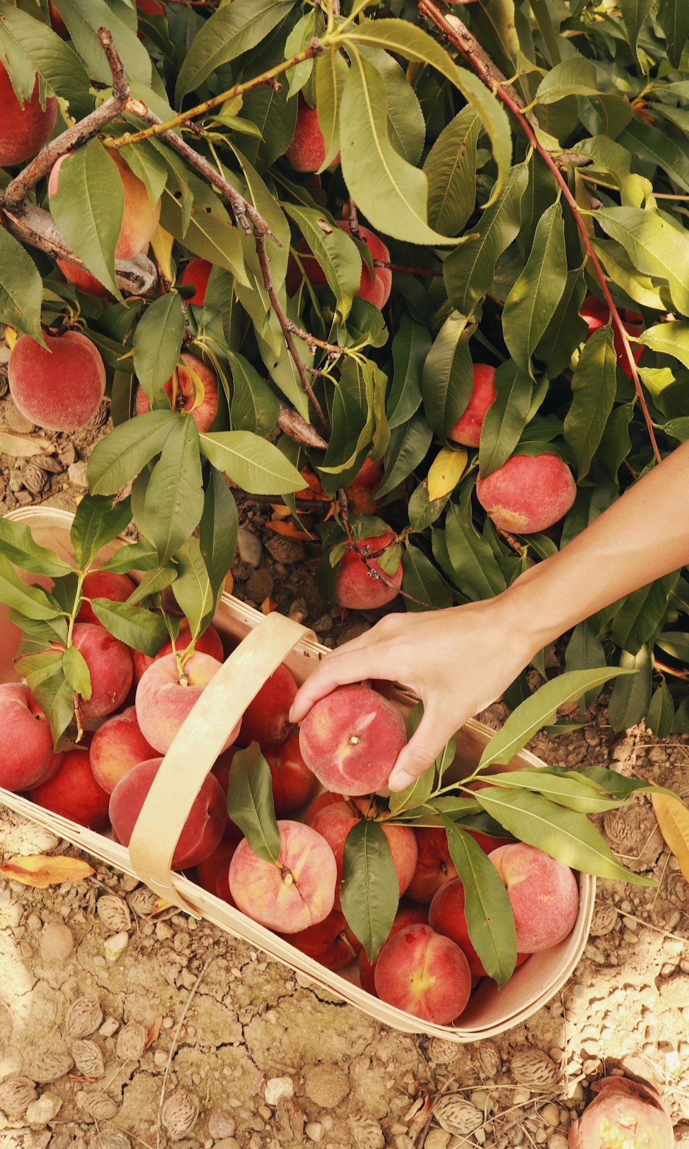 a person picking apples from a tree