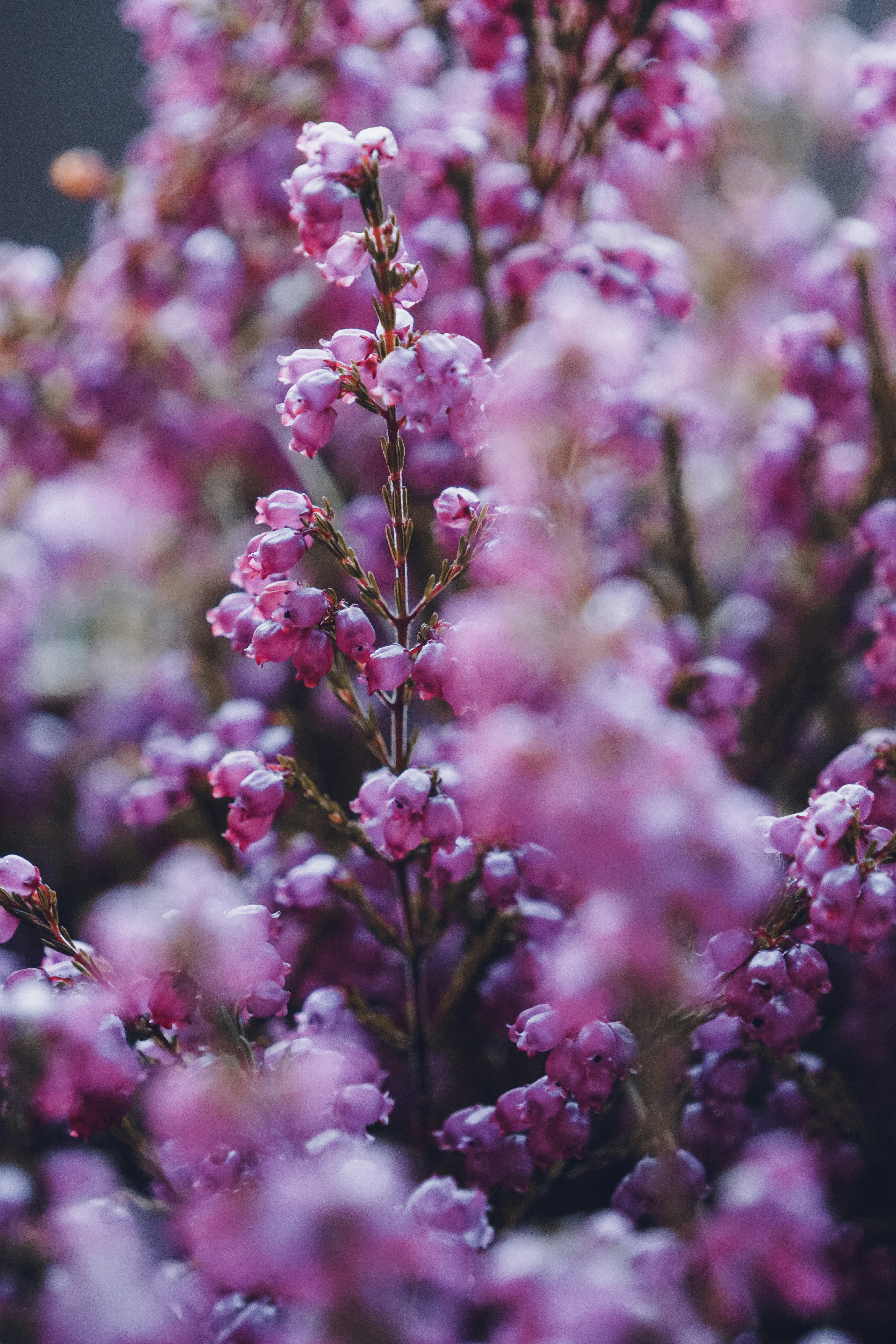 Photo by ja_domenech