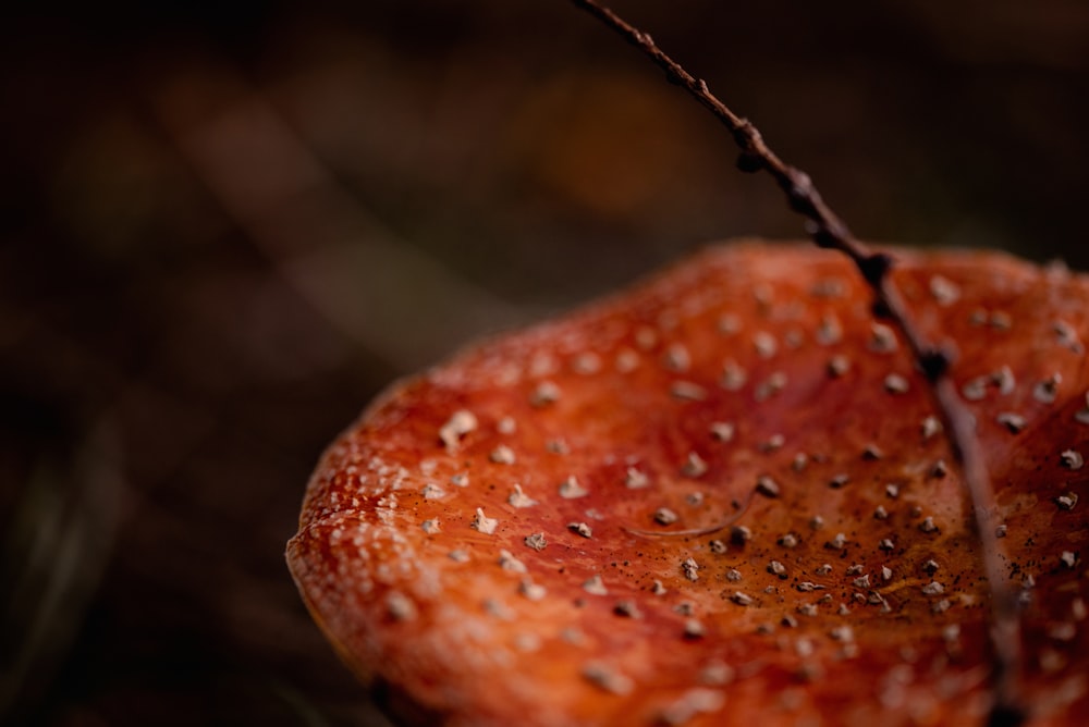 a close up of a leaf with drops of water on it