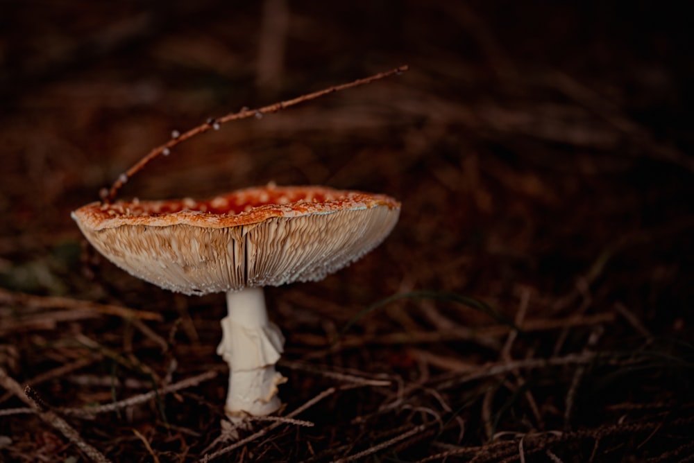 a close up of a mushroom on the ground