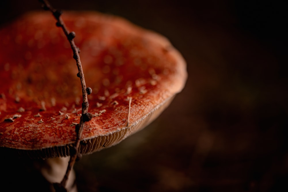 um close up de um cogumelo em um fundo preto