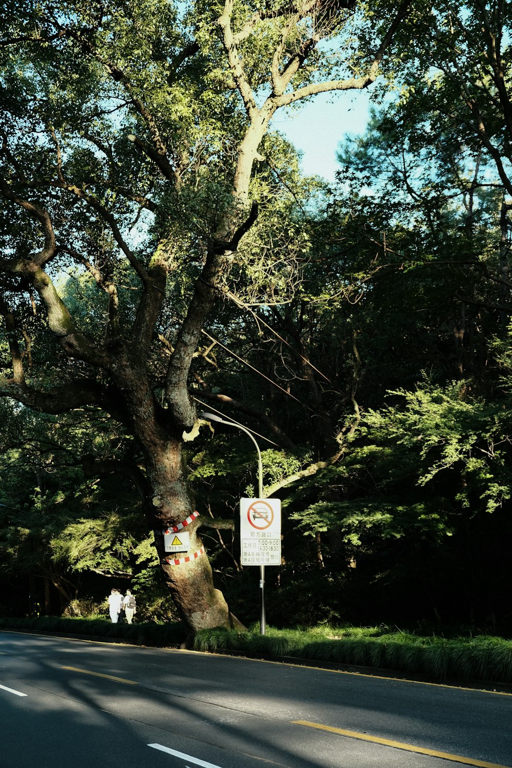 a tree with a sign hanging from it's trunk