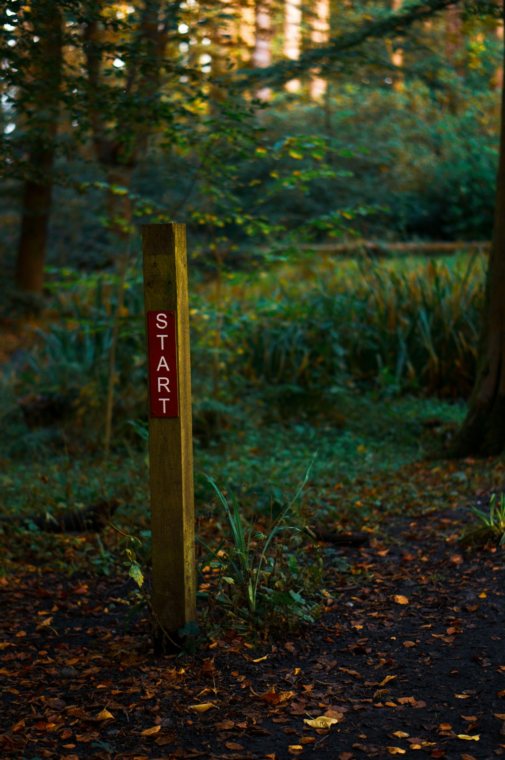 um sinal de madeira sentado no meio de uma floresta