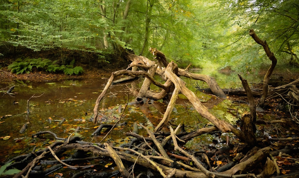 a stream running through a lush green forest