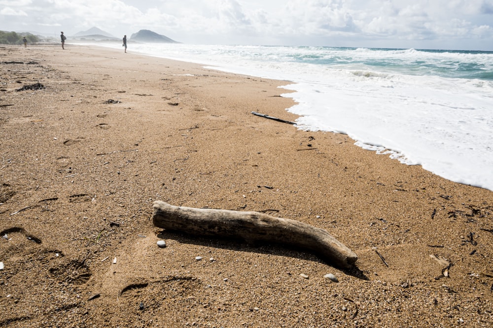 Ein Baumstamm, der an einem Strand neben dem Meer liegt