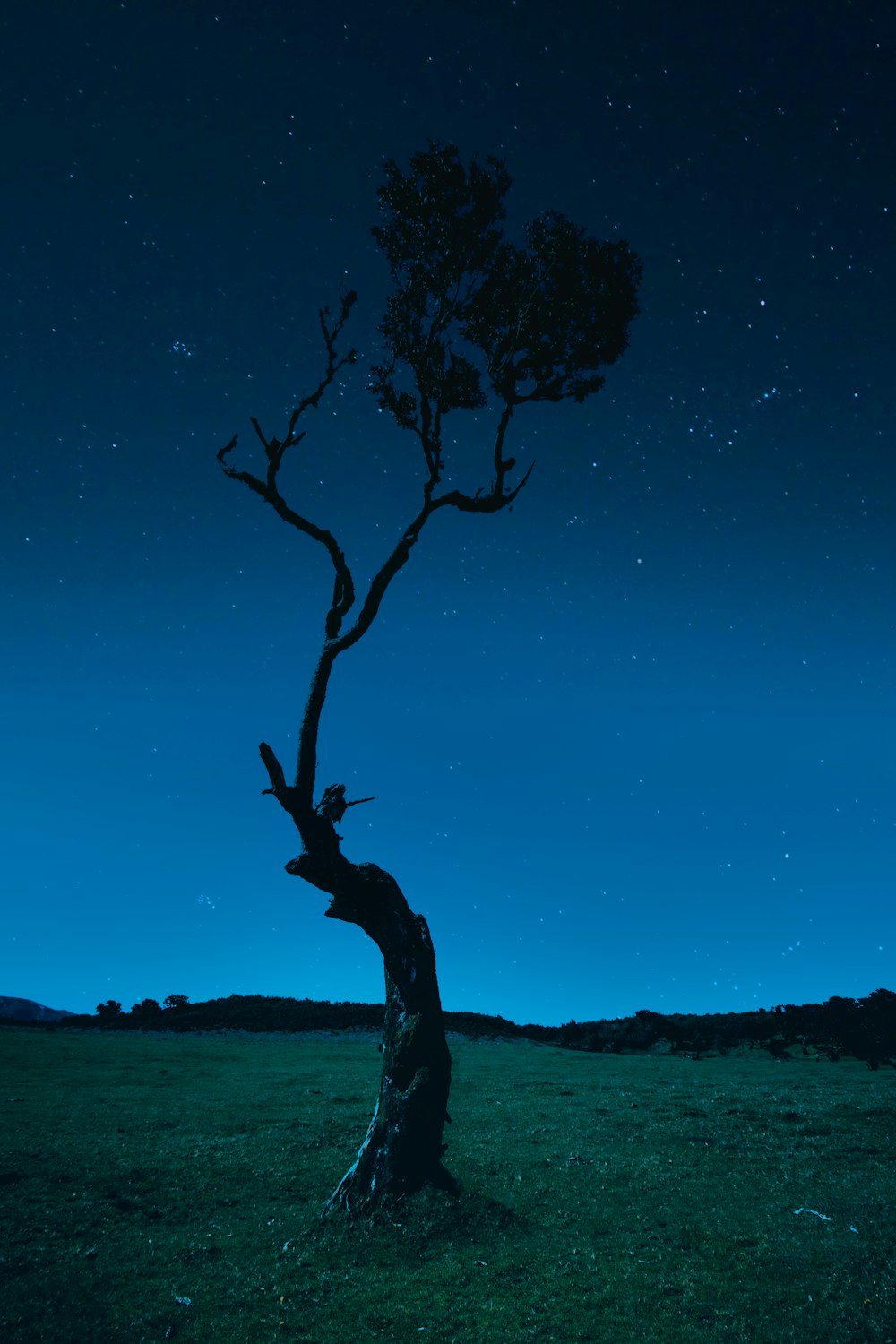 a tree that is standing in the grass