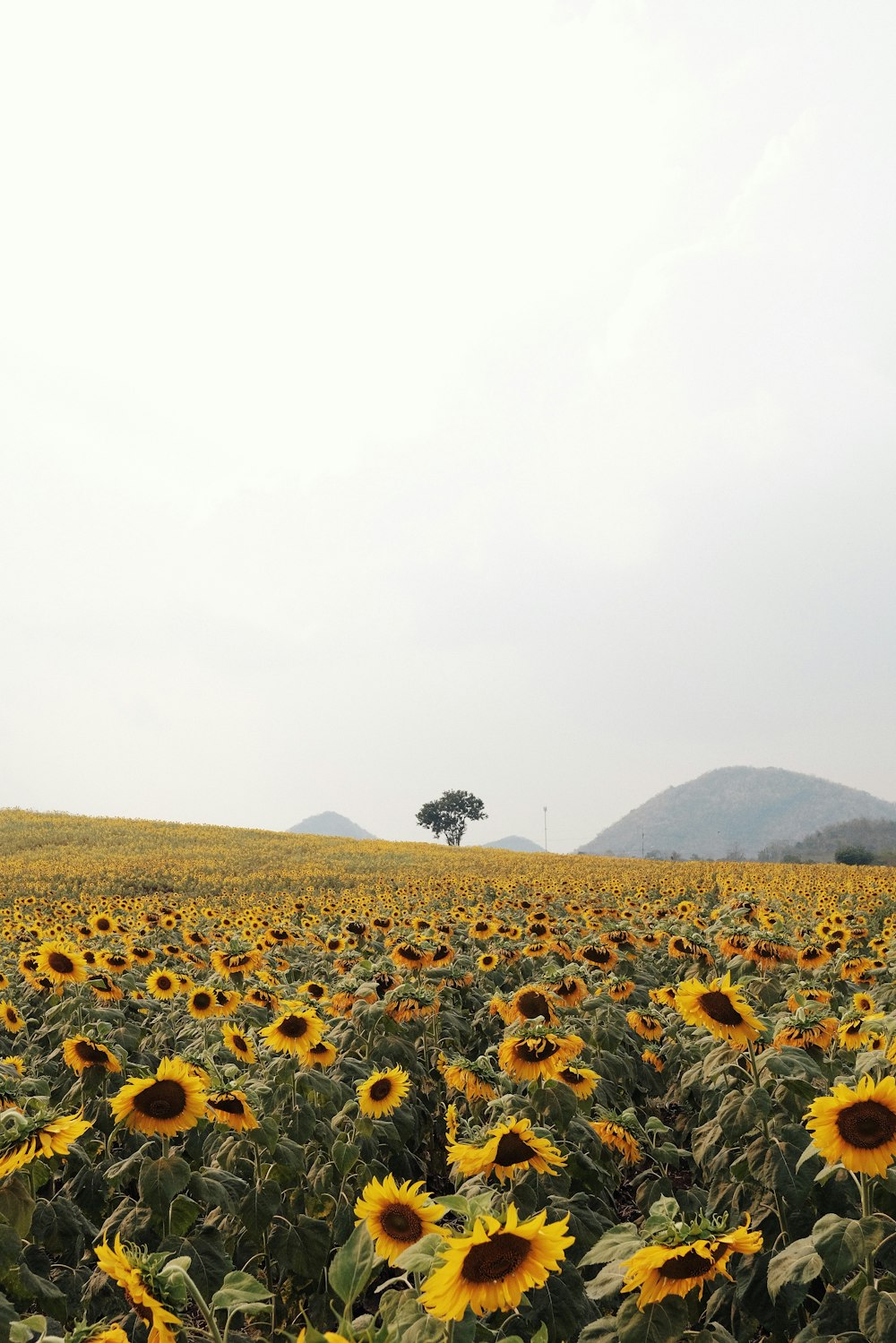 a field of sunflowers with a lone tree in the distance