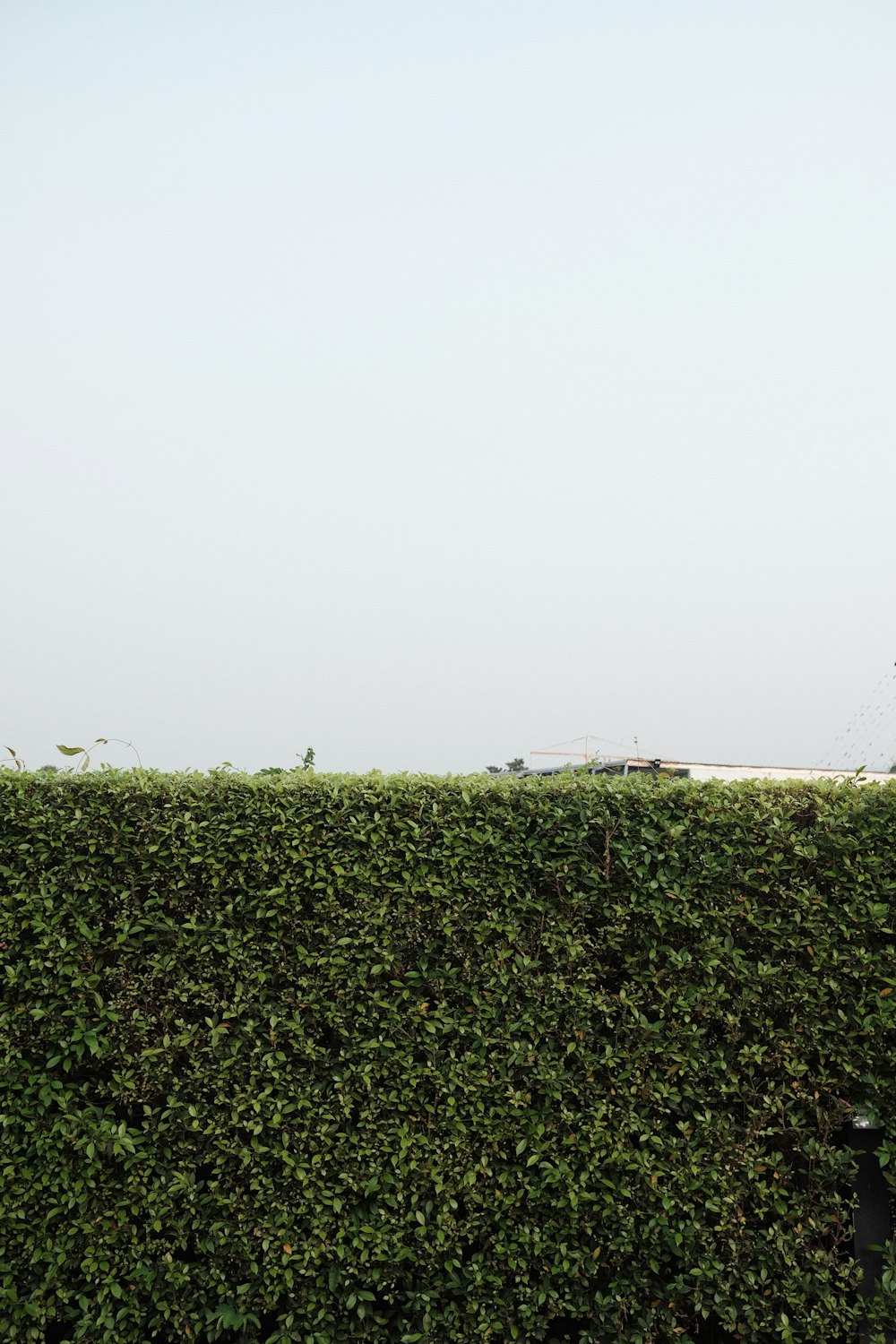 a man riding a skateboard on top of a lush green hedge