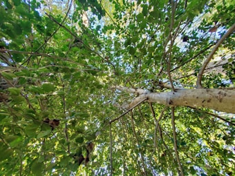 An upward perspective through the dense canopy of a tree, with a strong emphasis on green leaves and branches. The view is filled with sunlight filtering through the foliage, creating a dappled effect on the leaves and branches. The trunk of the tree is visible, partially in focus, leading upwards into the leafy expanse.