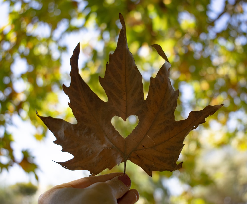 a person holding a leaf in front of a tree