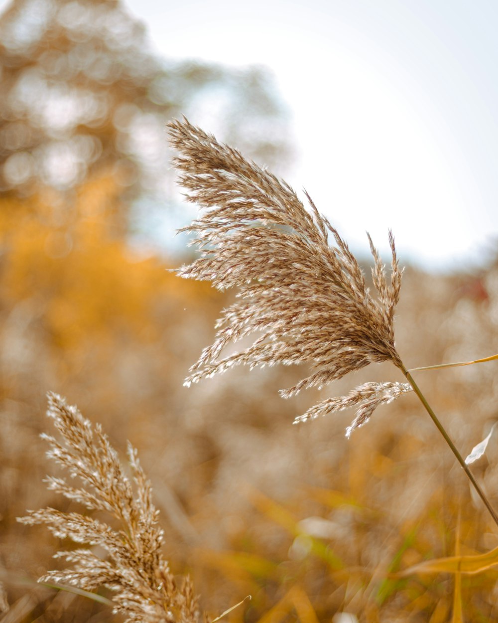 a close up of a plant in a field