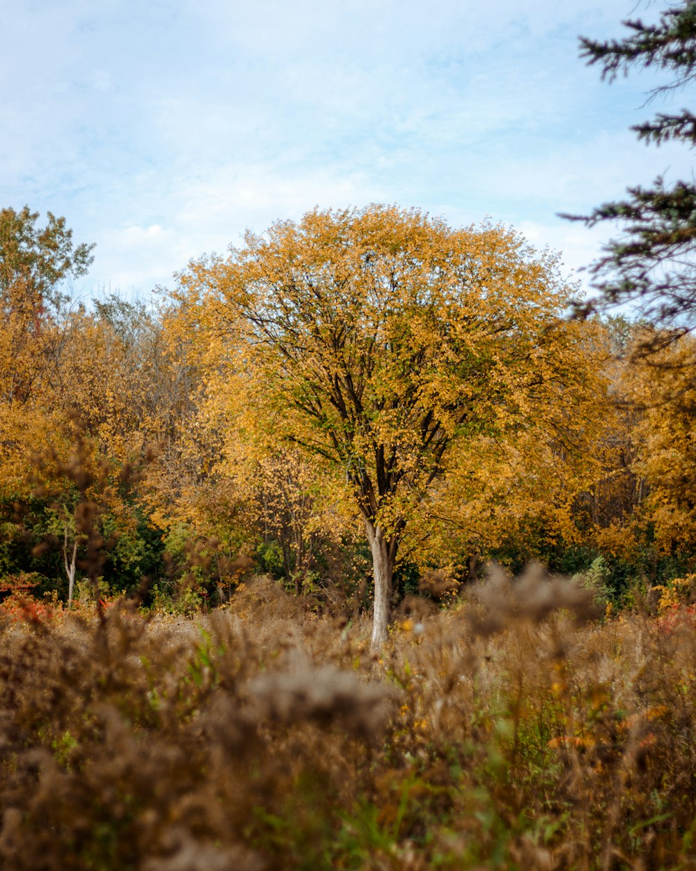 a lone tree in the middle of a field