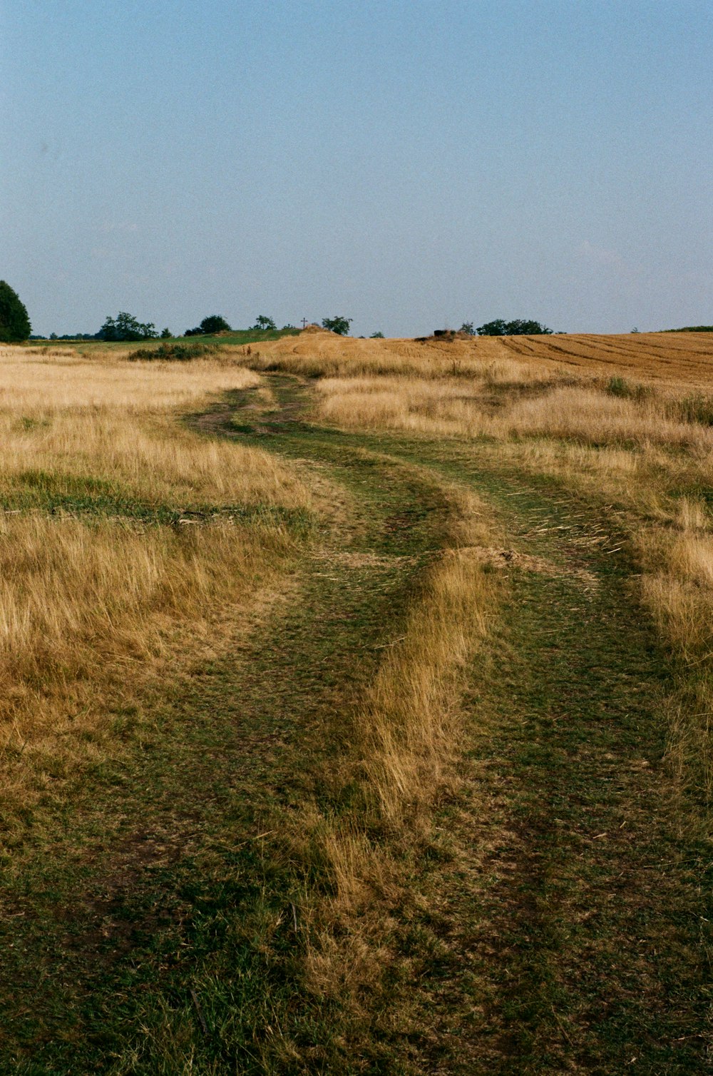 a dirt road in a field with tall grass