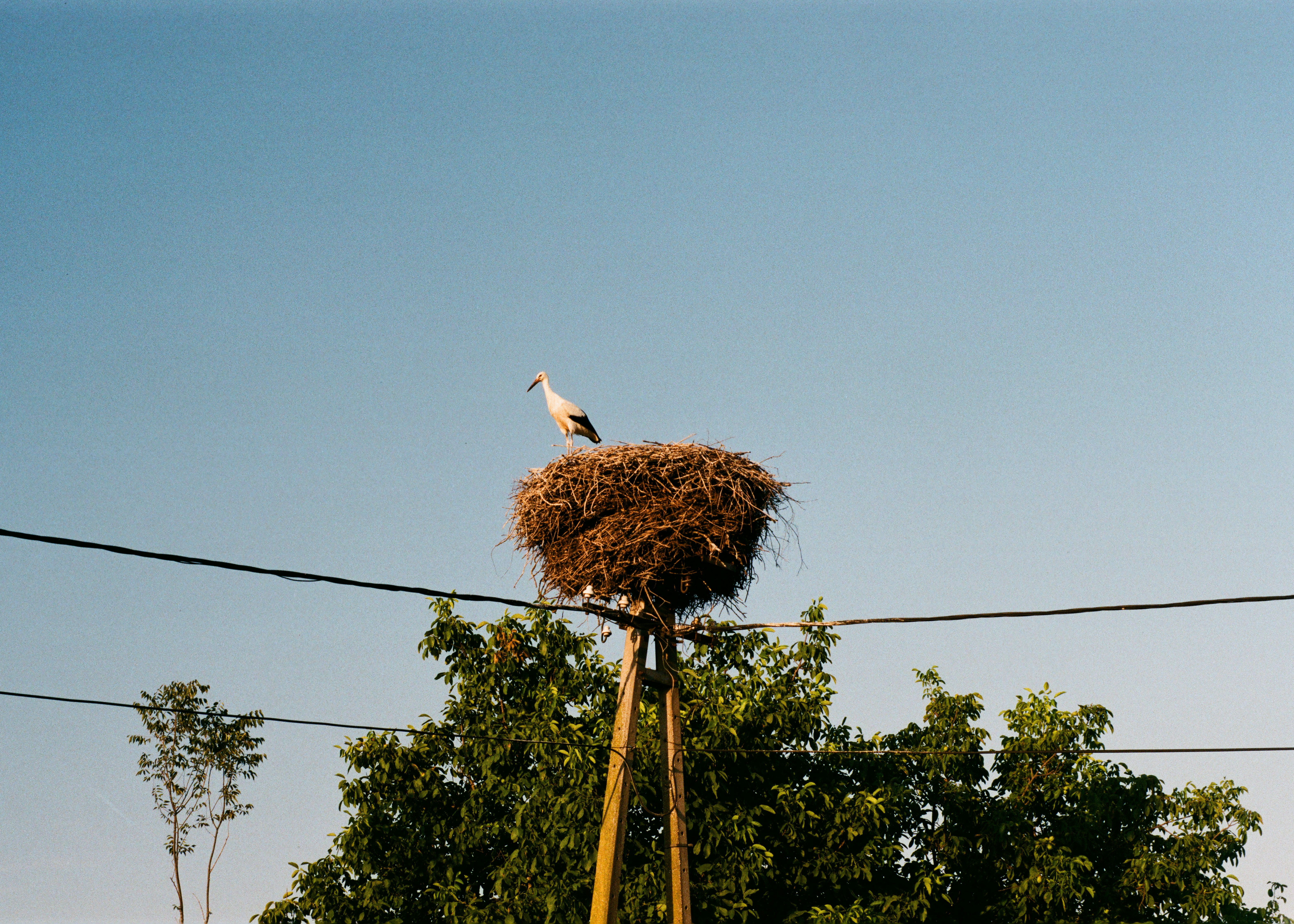 a bird sitting on top of a nest on top of a pole
